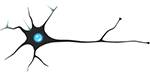 neuron